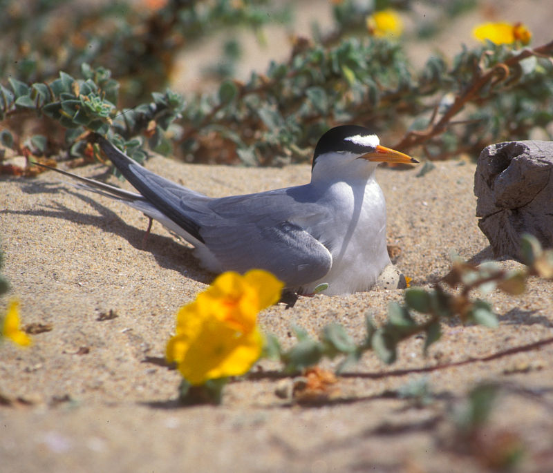 A gray bird with a white belly, black head, and orange beak sitting on a clutch of eggs.